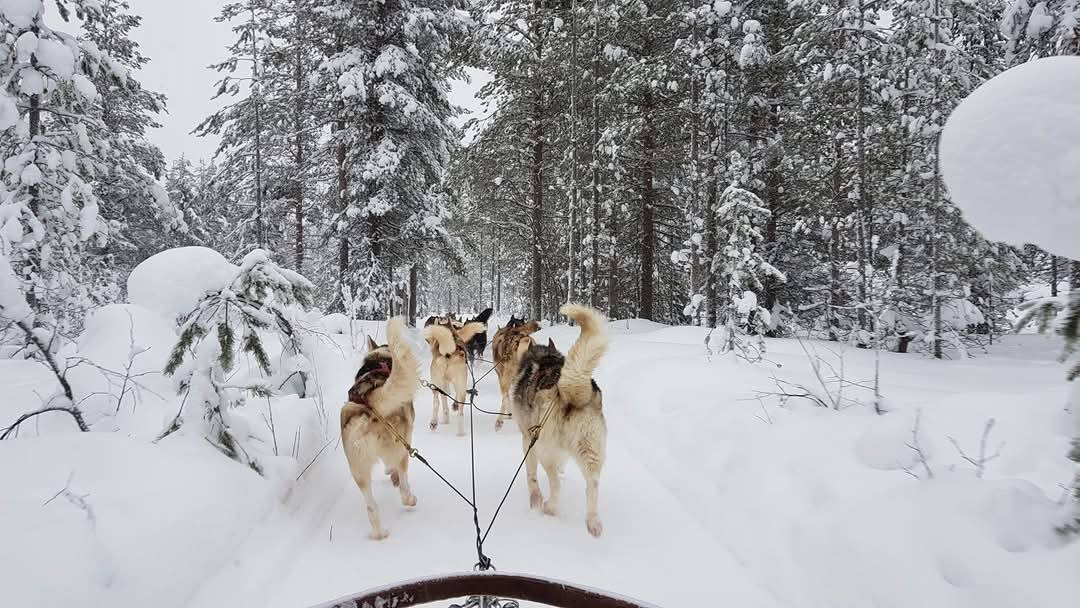 Rovaniemi 7