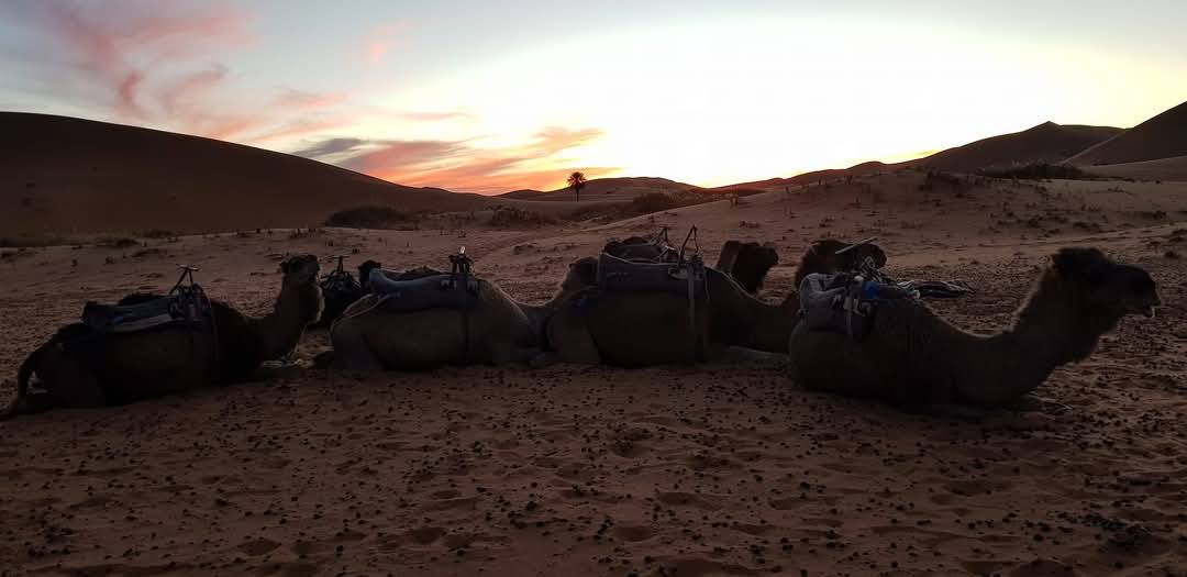 Merzouga 13