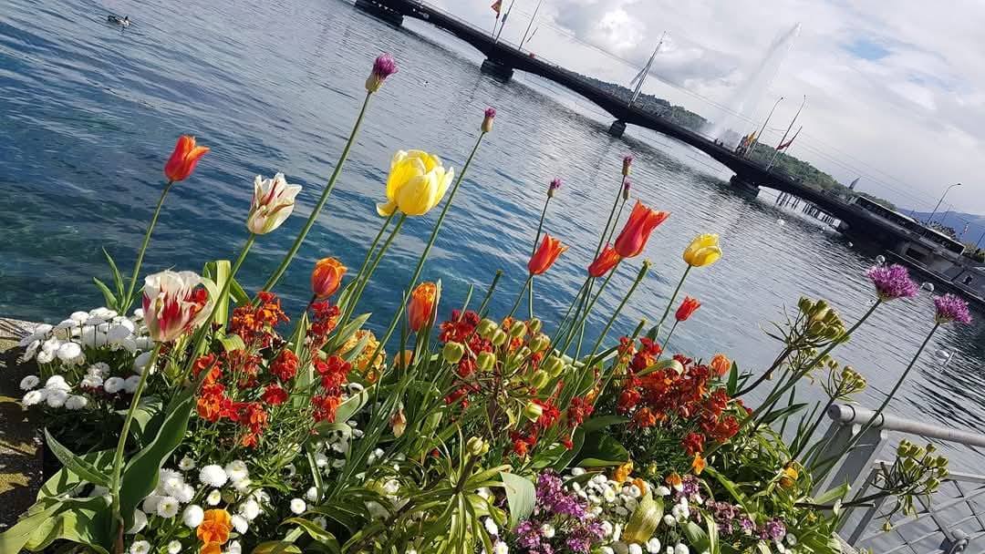 Geneva 15