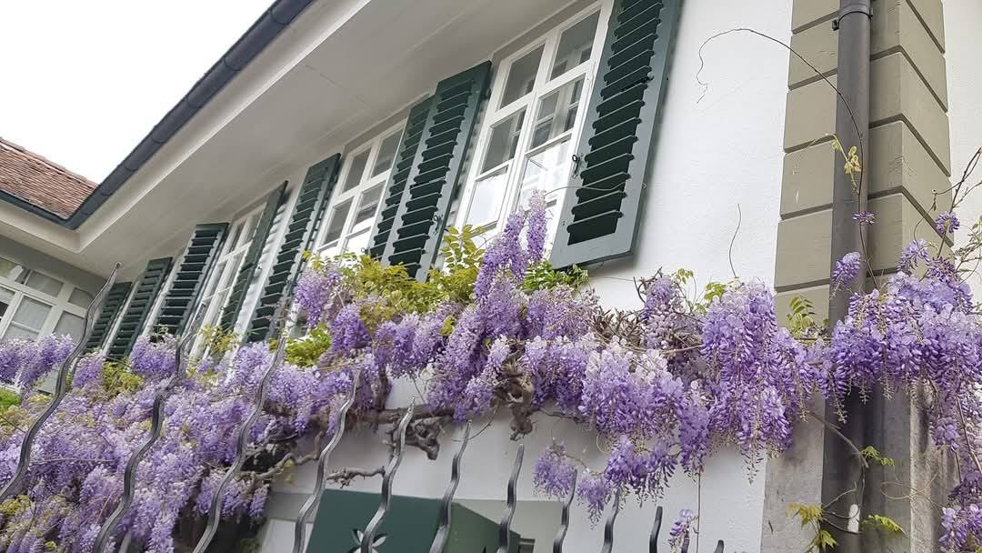 Thun 10