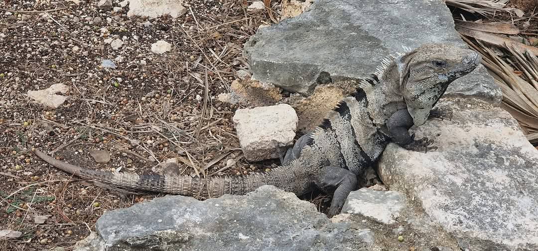 Tulum 8