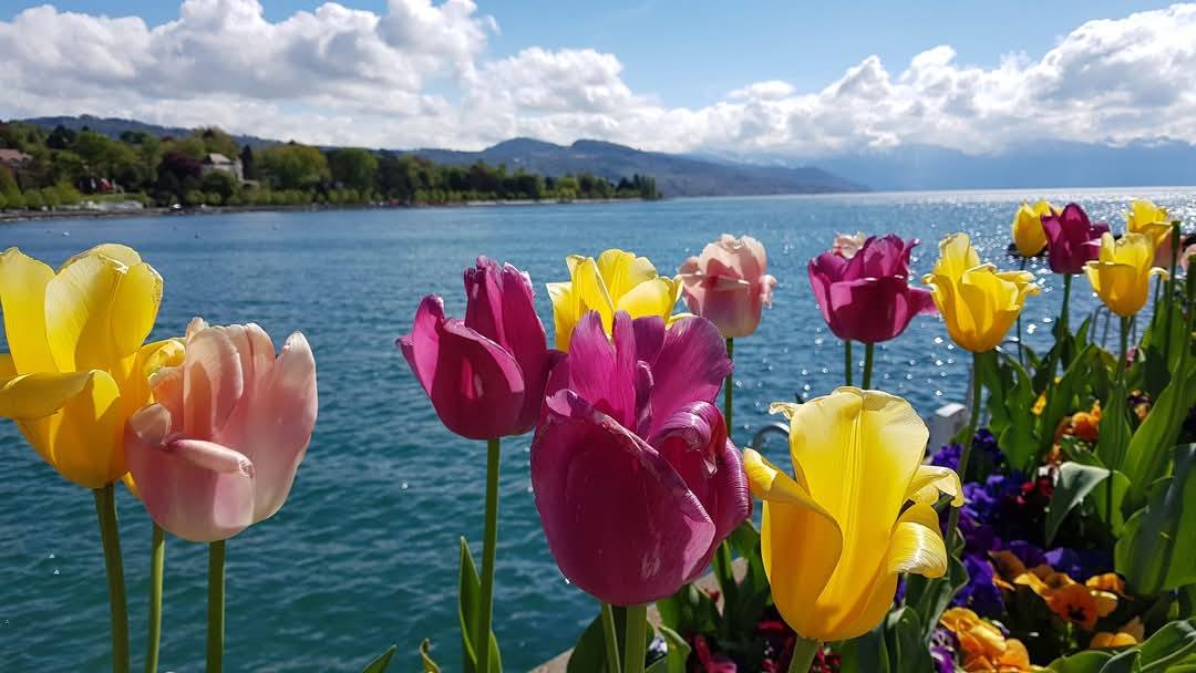 Lausanne 6