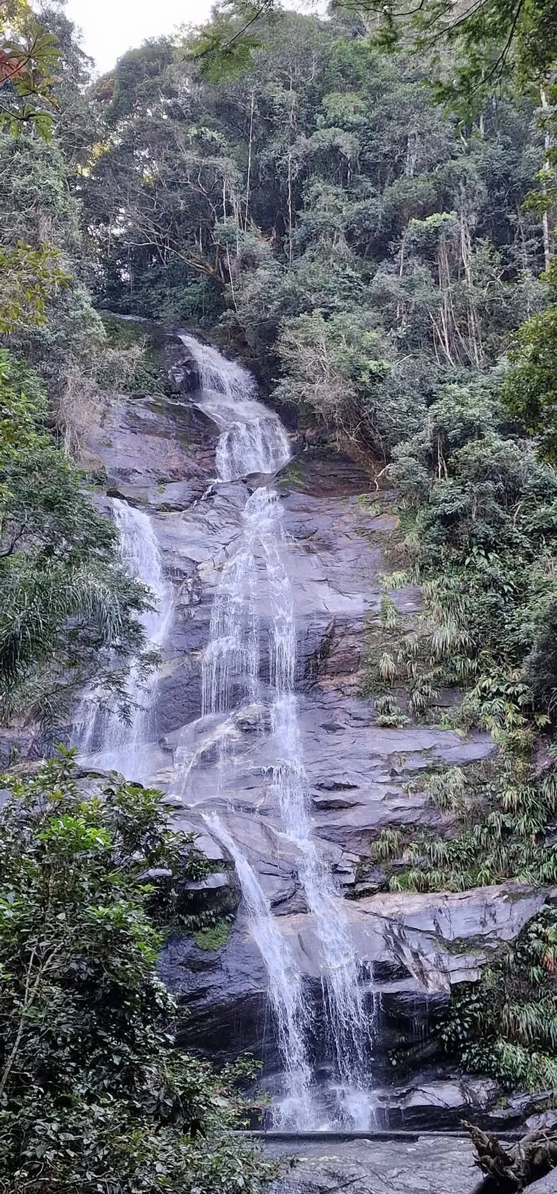 Tijuca Forest 1
