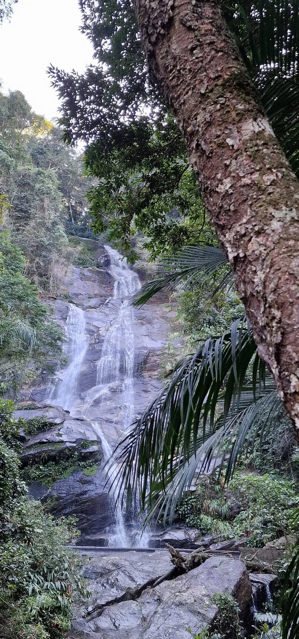 Tijuca Forest 3