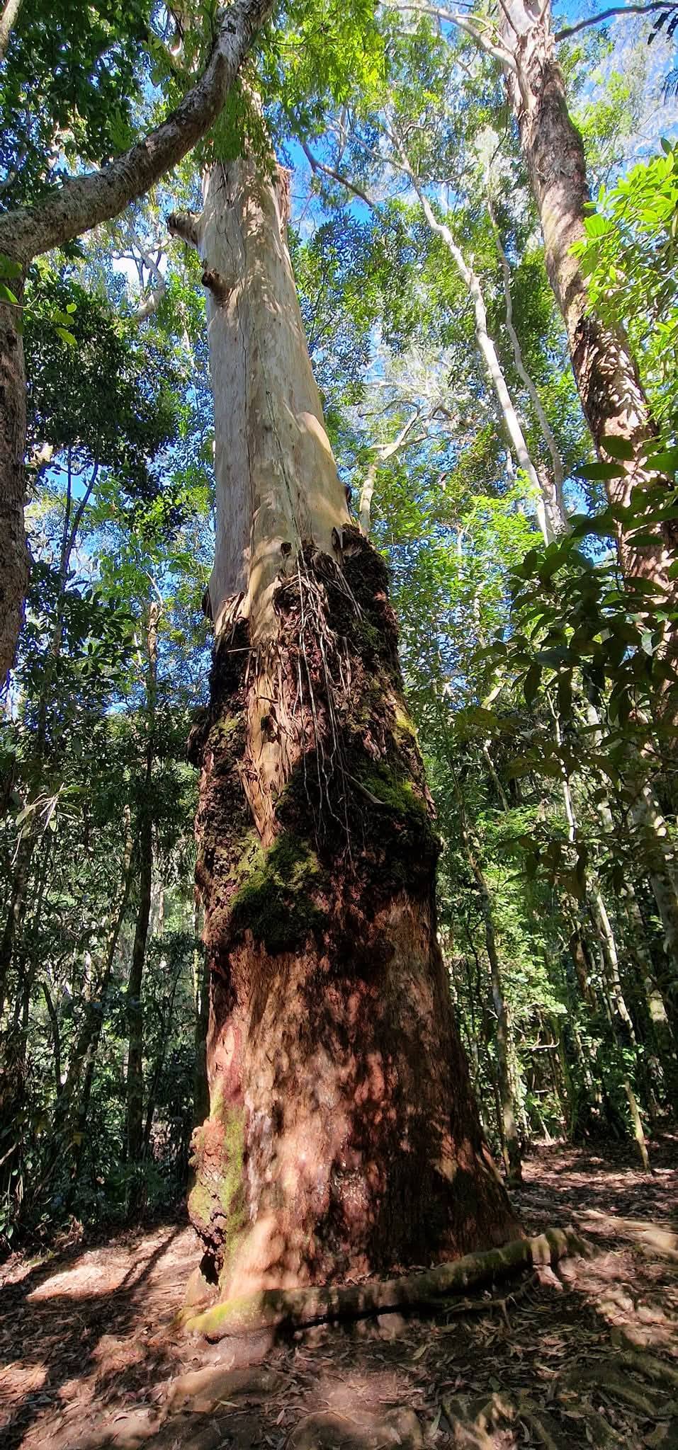 Tijuca Forest 9