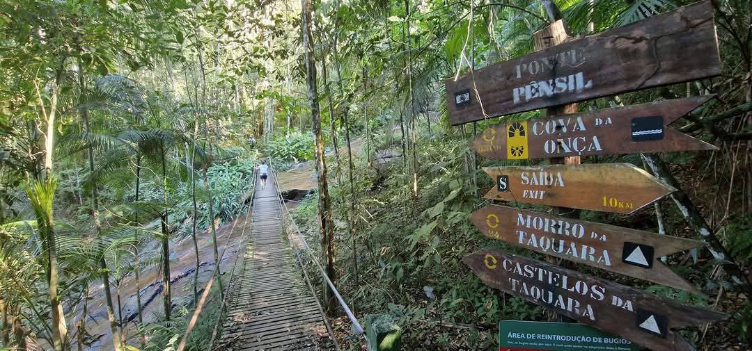 Tijuca Forest 11