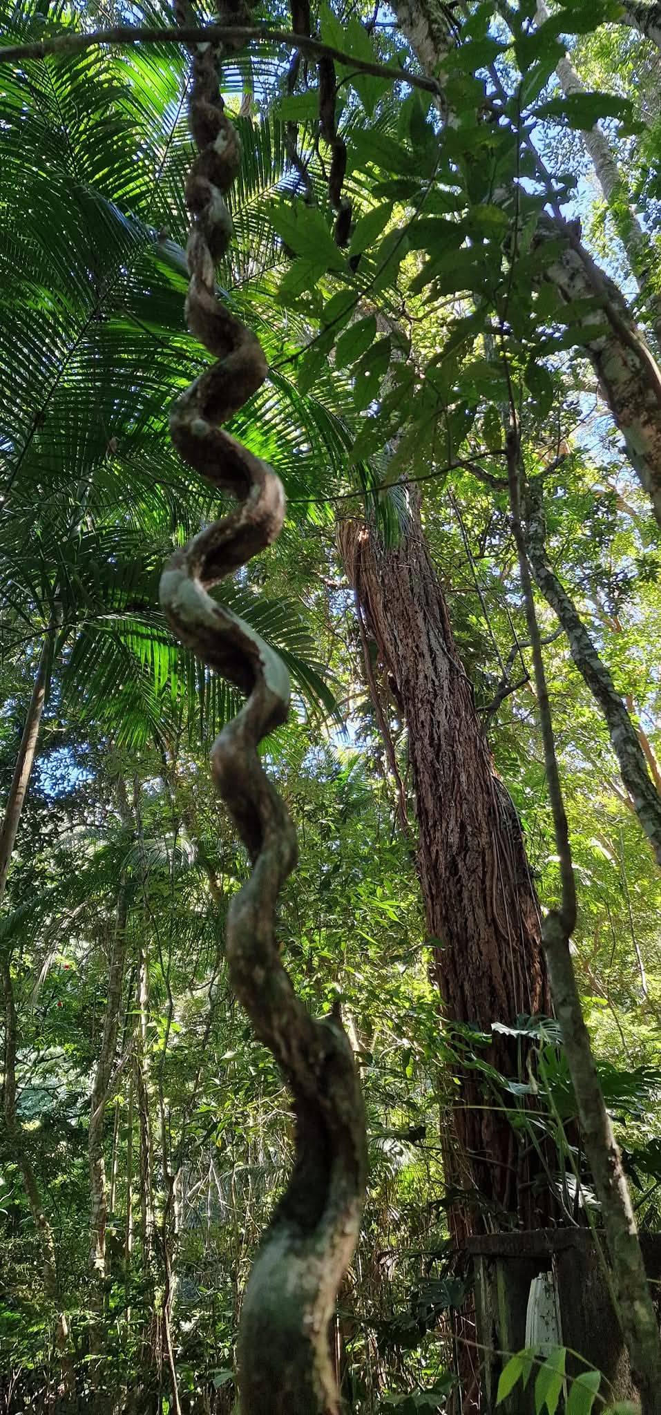Tijuca Forest 13