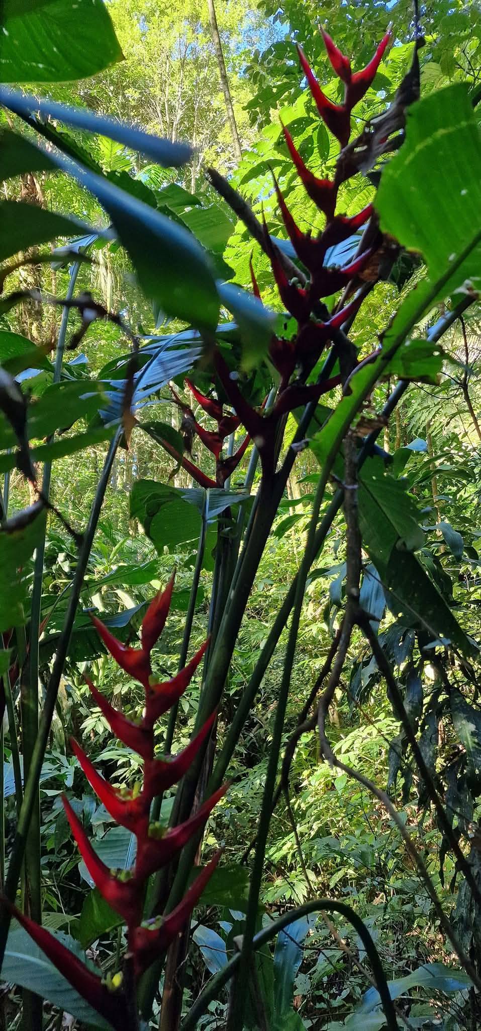 Tijuca Forest 15