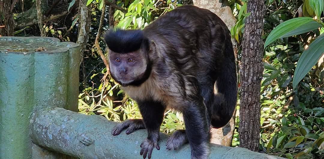 Tijuca Forest 16