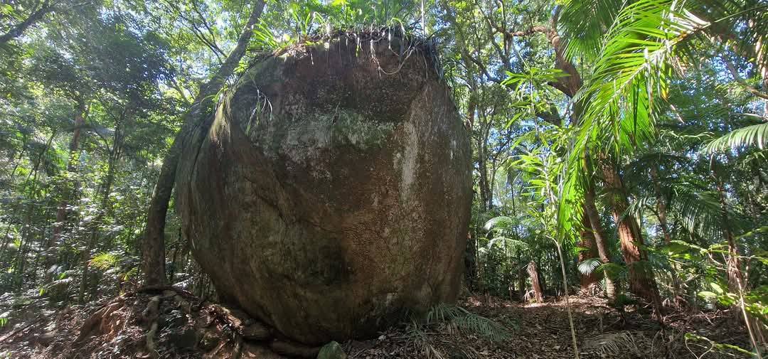 Tijuca Forest 18
