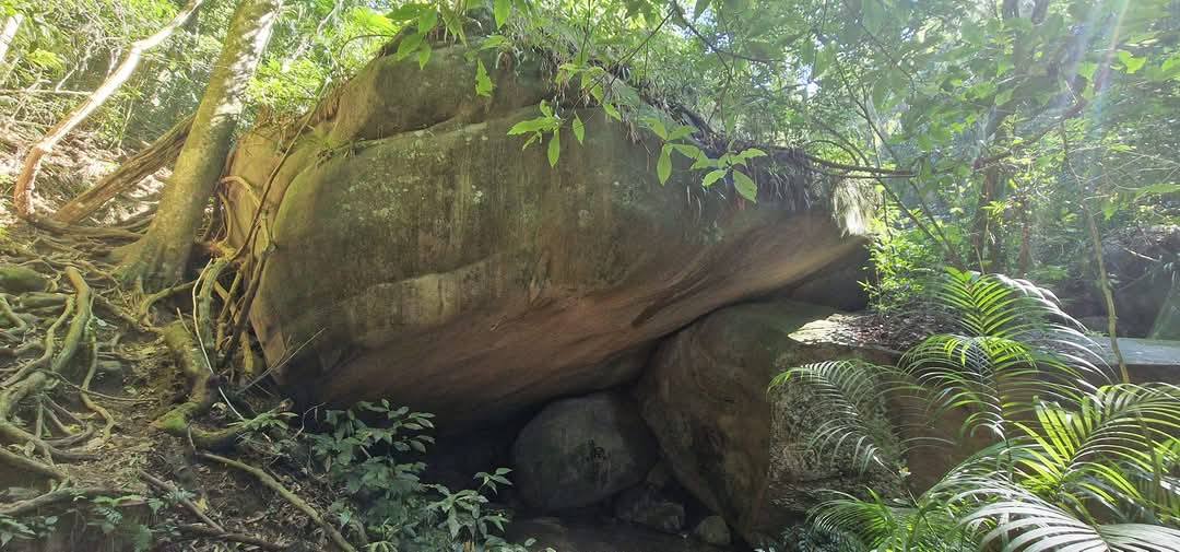 Tijuca Forest 20