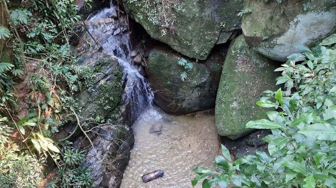 Tijuca Forest 25