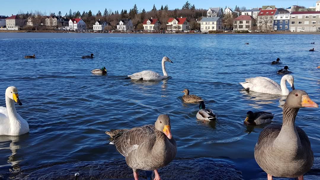 Reykjavik 12