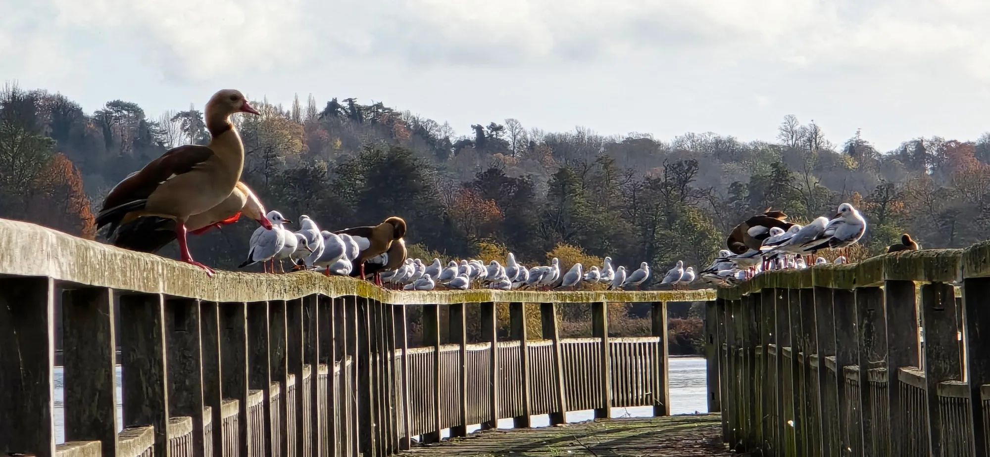 Henley on Thames 9