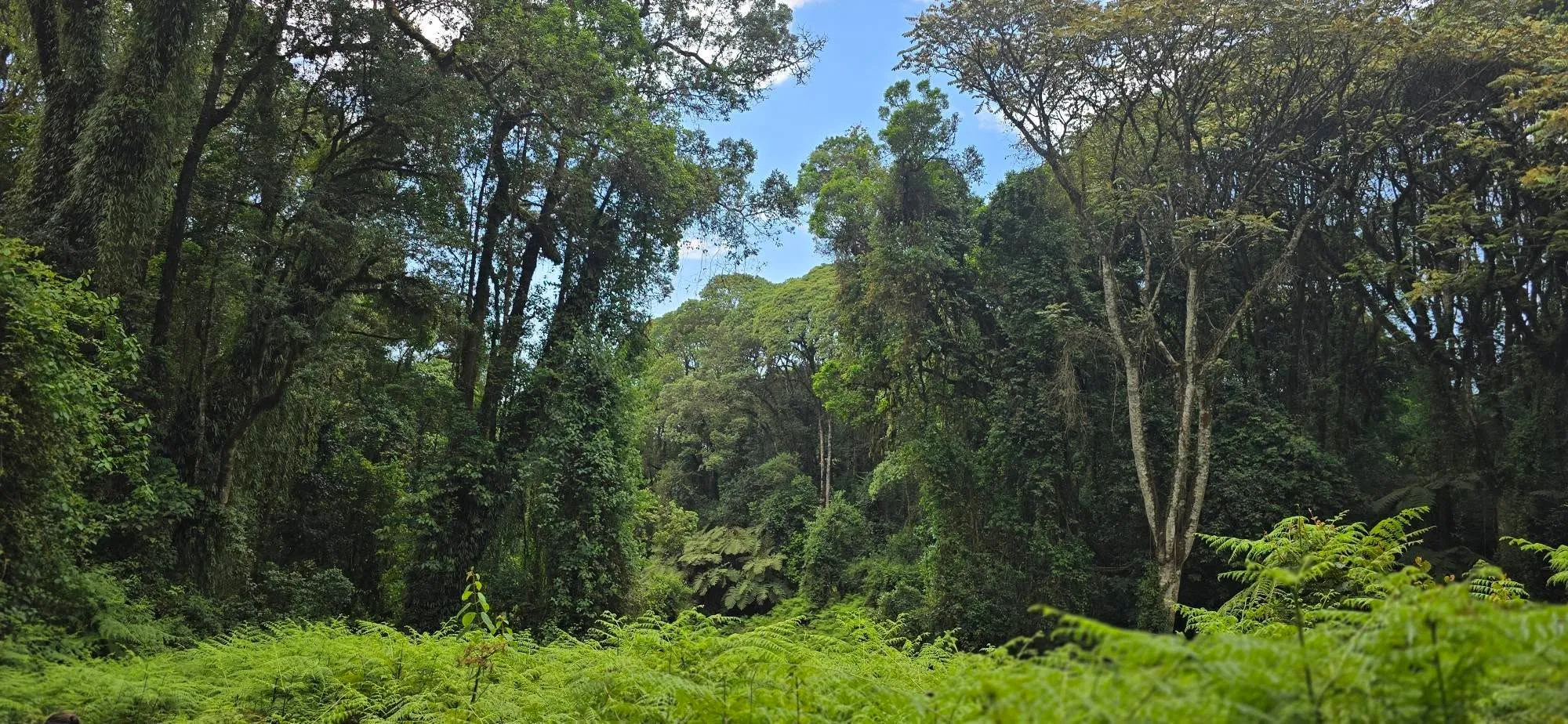 Mount Kilimanjaro 11