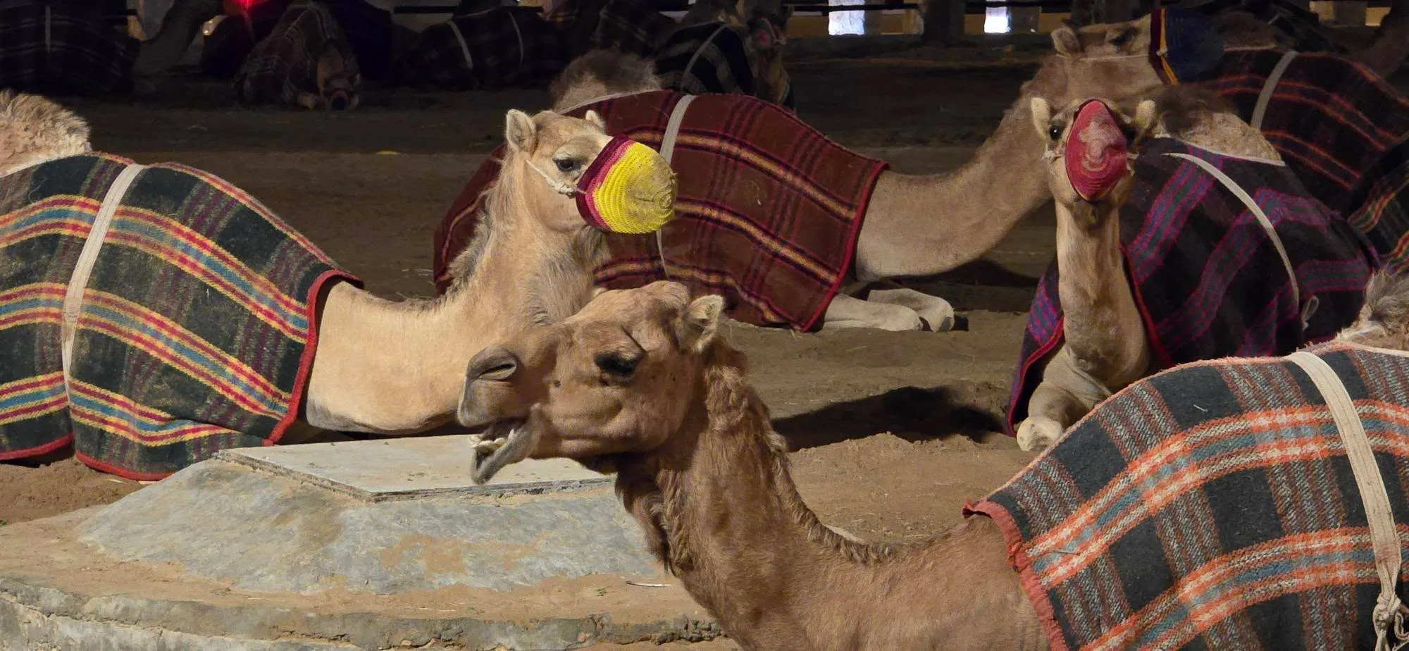 Doha 13
