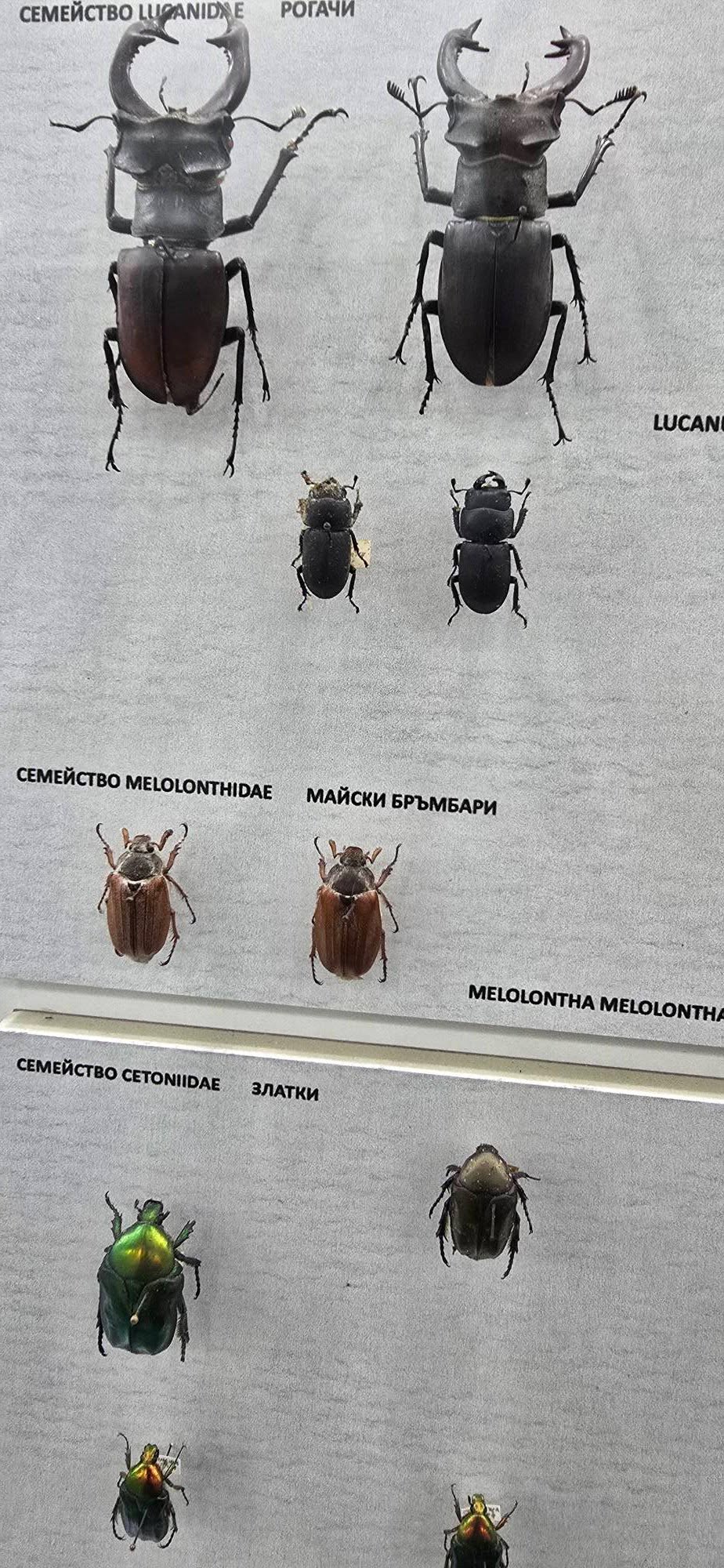 Природонаучен музей Бургас 15