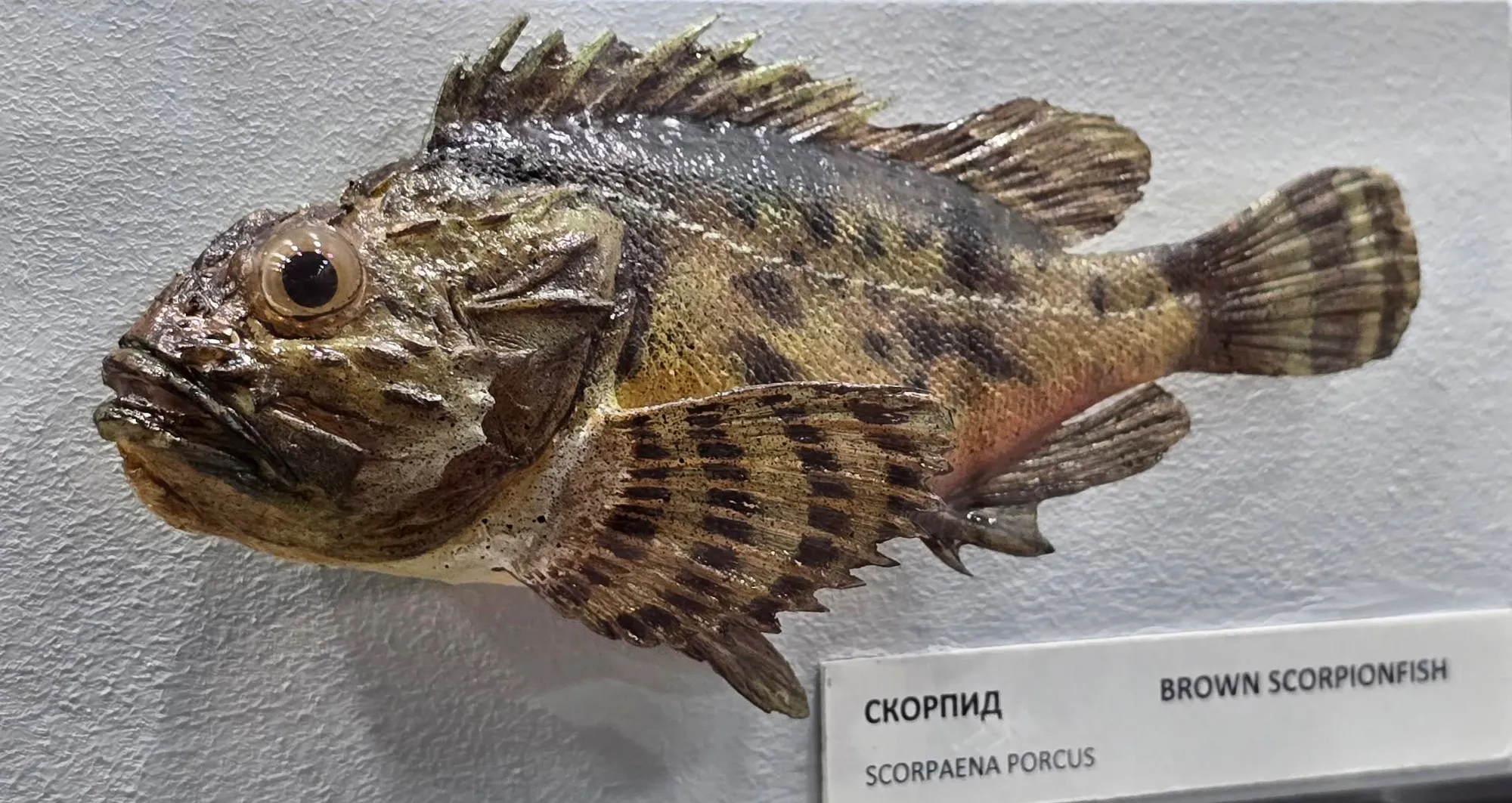 Природонаучен музей Бургас 20