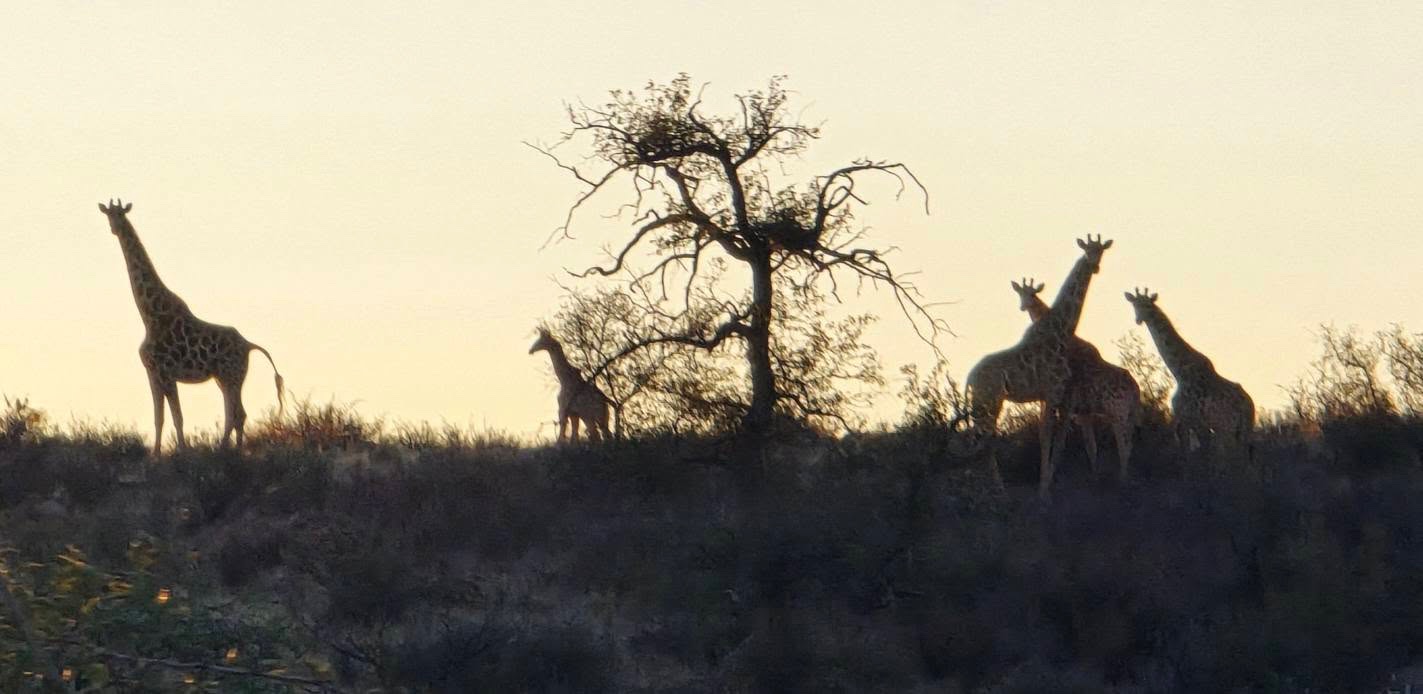 🇳🇦 А СЕГА ЗАПОЧВА ИСТИНСКА НАМИБИЯ! 🐆    🦓    🦒    🐗     🦡 8