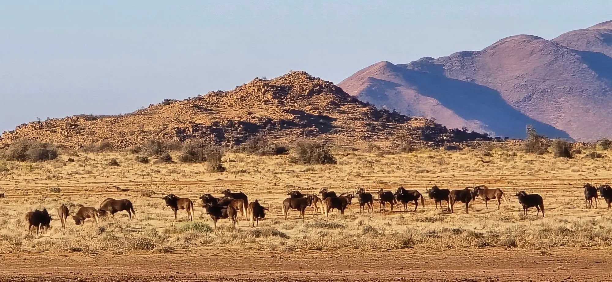 🇳🇦 А СЕГА ЗАПОЧВА ИСТИНСКА НАМИБИЯ! 🐆    🦓    🦒    🐗     🦡 9