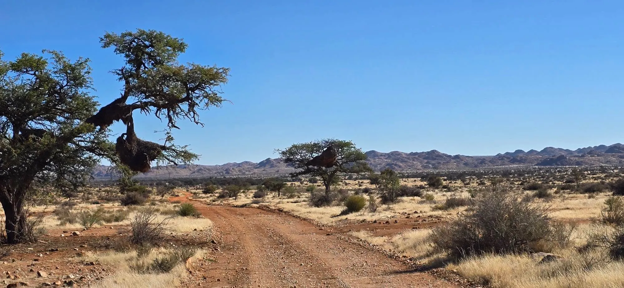 🇳🇦 А СЕГА ЗАПОЧВА ИСТИНСКА НАМИБИЯ! 🐆    🦓    🦒    🐗     🦡 5