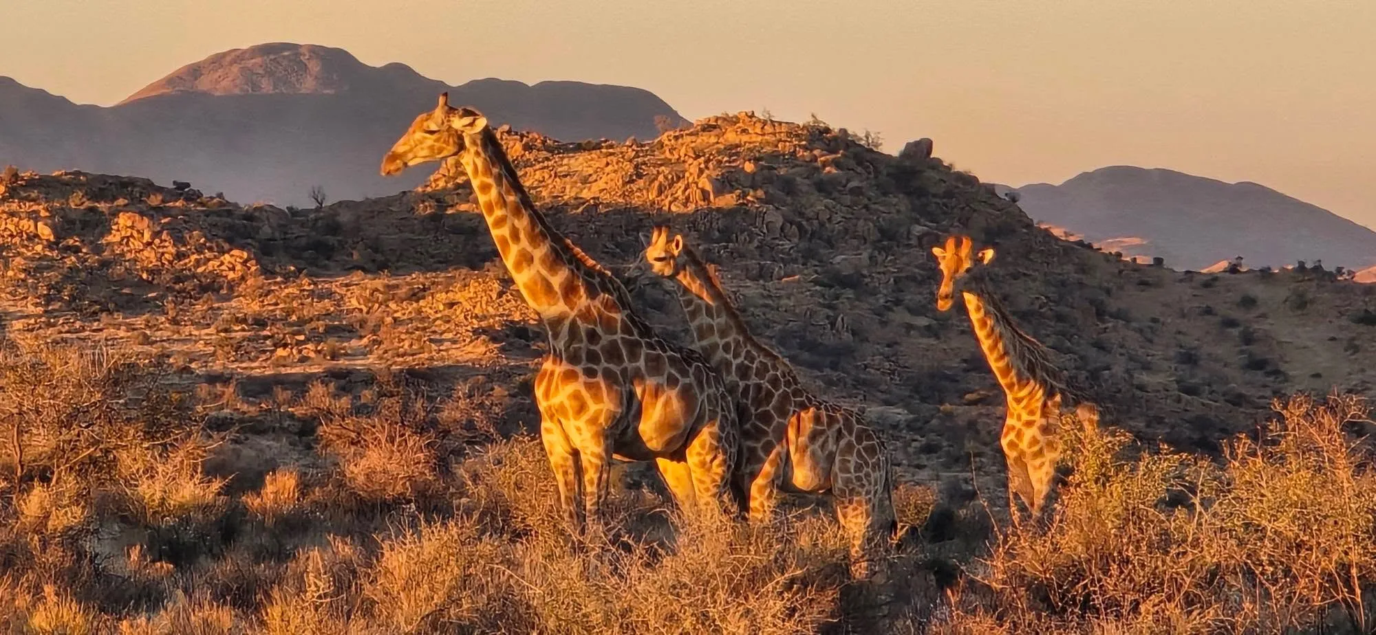 🇳🇦 А СЕГА ЗАПОЧВА ИСТИНСКА НАМИБИЯ! 🐆    🦓    🦒    🐗     🦡 10