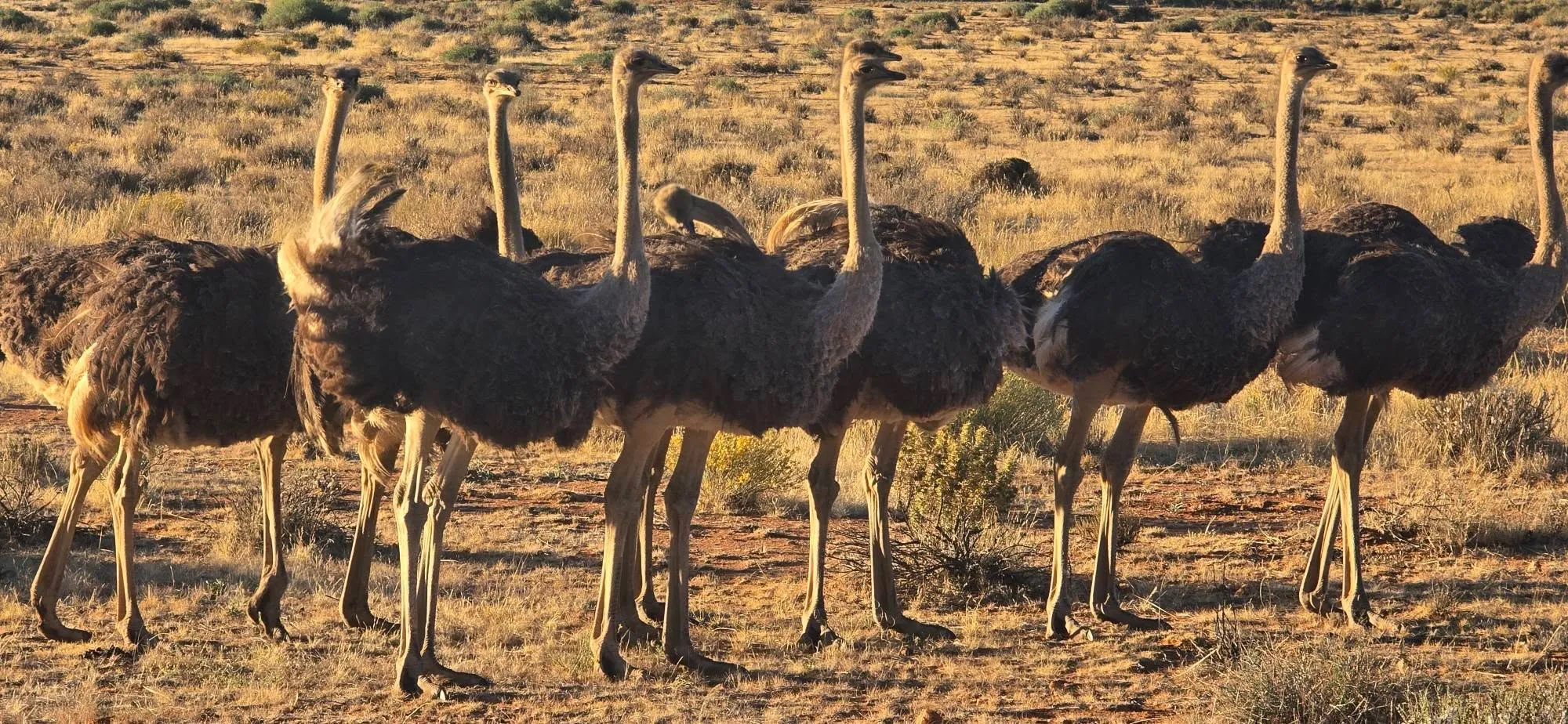 🇳🇦 А СЕГА ЗАПОЧВА ИСТИНСКА НАМИБИЯ! 🐆    🦓    🦒    🐗     🦡 13