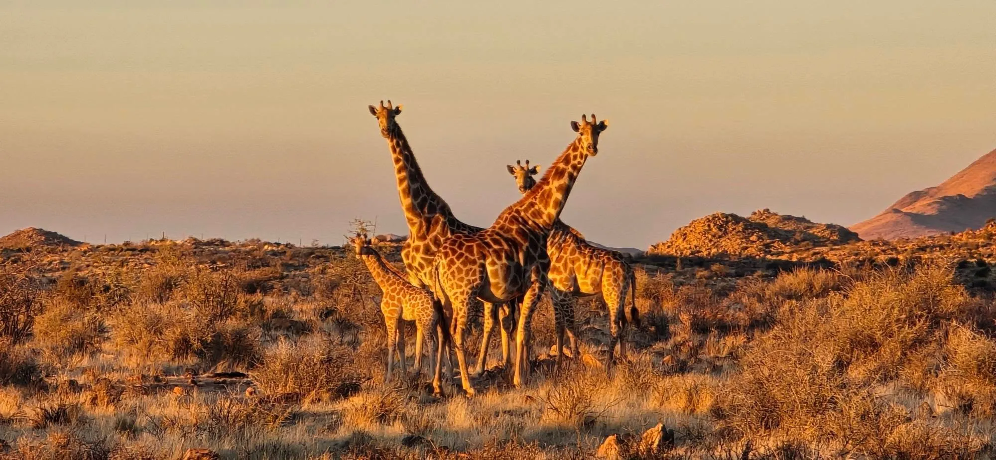 🇳🇦 А СЕГА ЗАПОЧВА ИСТИНСКА НАМИБИЯ! 🐆    🦓    🦒    🐗     🦡 15