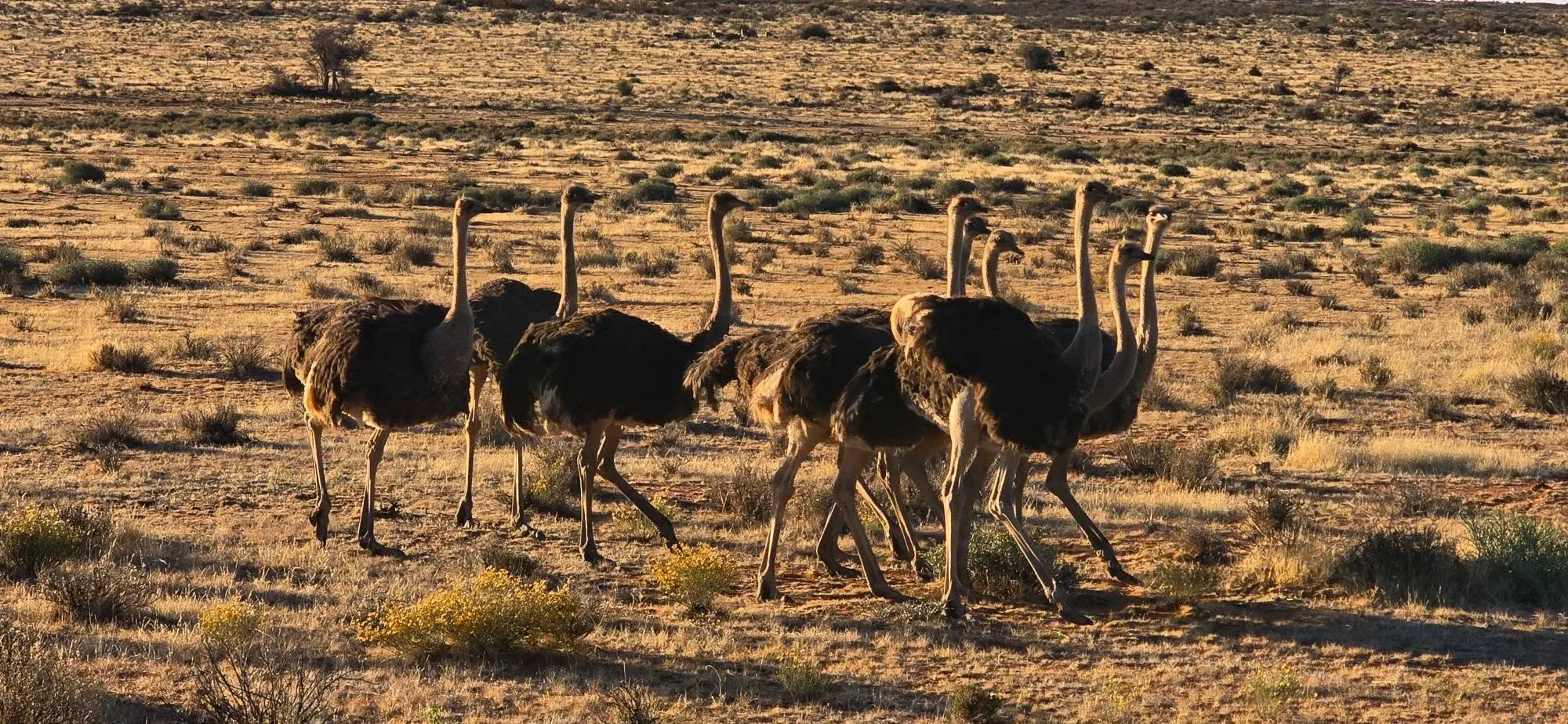 🇳🇦 А СЕГА ЗАПОЧВА ИСТИНСКА НАМИБИЯ! 🐆    🦓    🦒    🐗     🦡 16