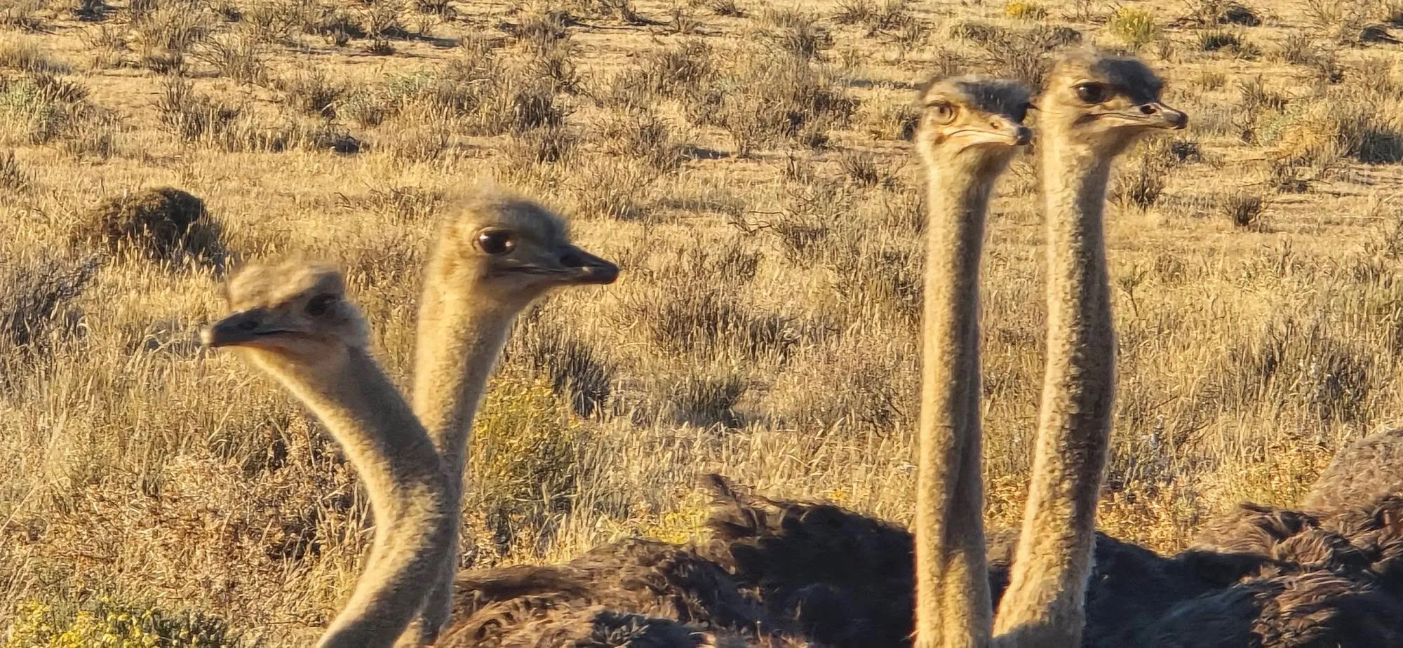 🇳🇦 А СЕГА ЗАПОЧВА ИСТИНСКА НАМИБИЯ! 🐆    🦓    🦒    🐗     🦡 17